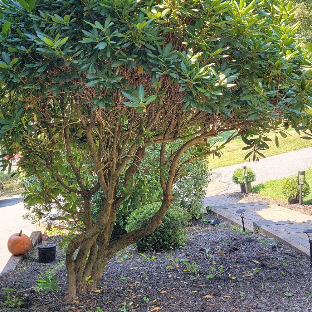 Rhododendron Tree - Picture 3 of 7